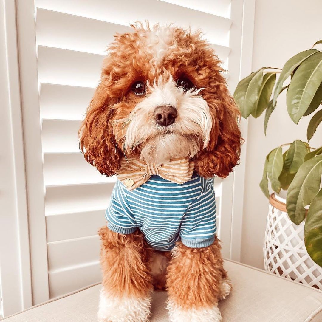 F2 Cavoodle Puppies – 2 Males & 2 Females for rent on The Volte - main image