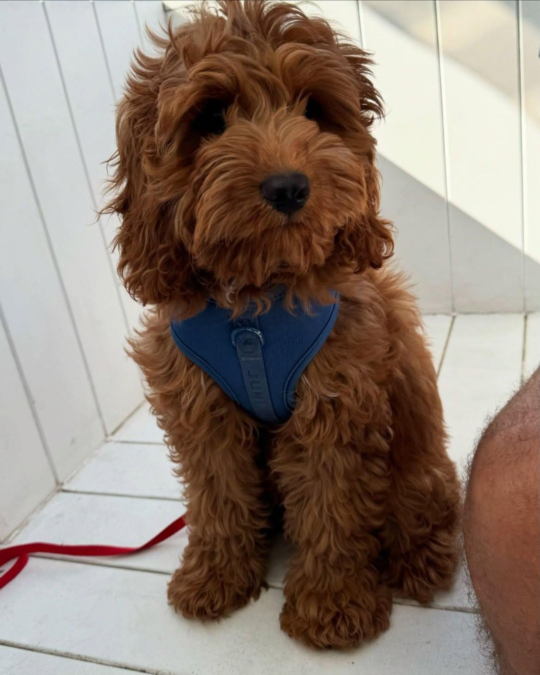 F2 Cavoodle Puppies – 2 Males & 2 Females for rent on The Volte - main image