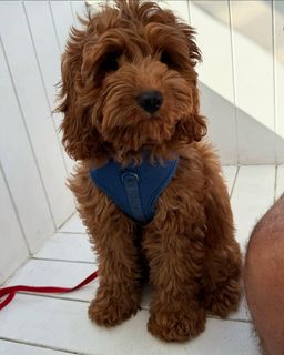 F2 Cavoodle Puppies – 2 Males & 2 Females for rent on The Volte - image 2